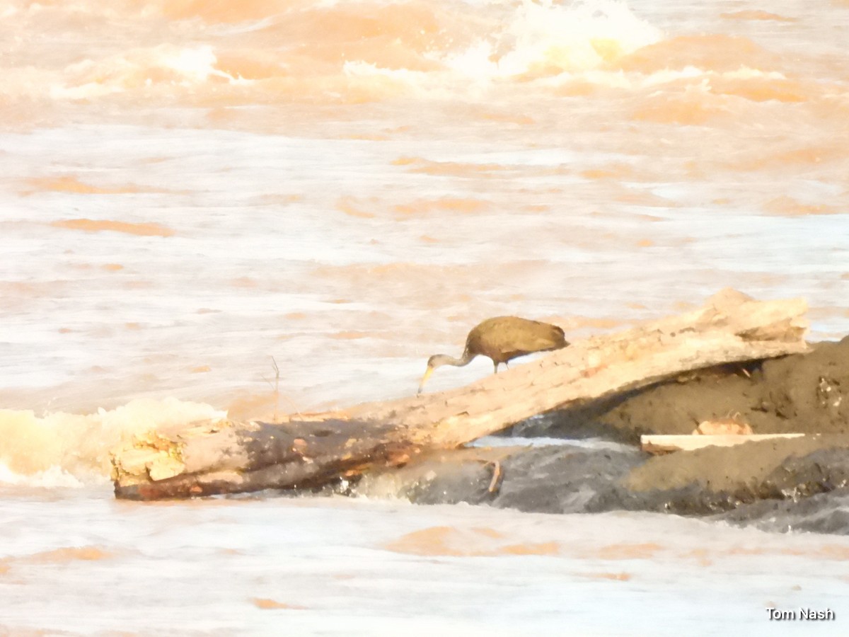 Limpkin - ML637762260