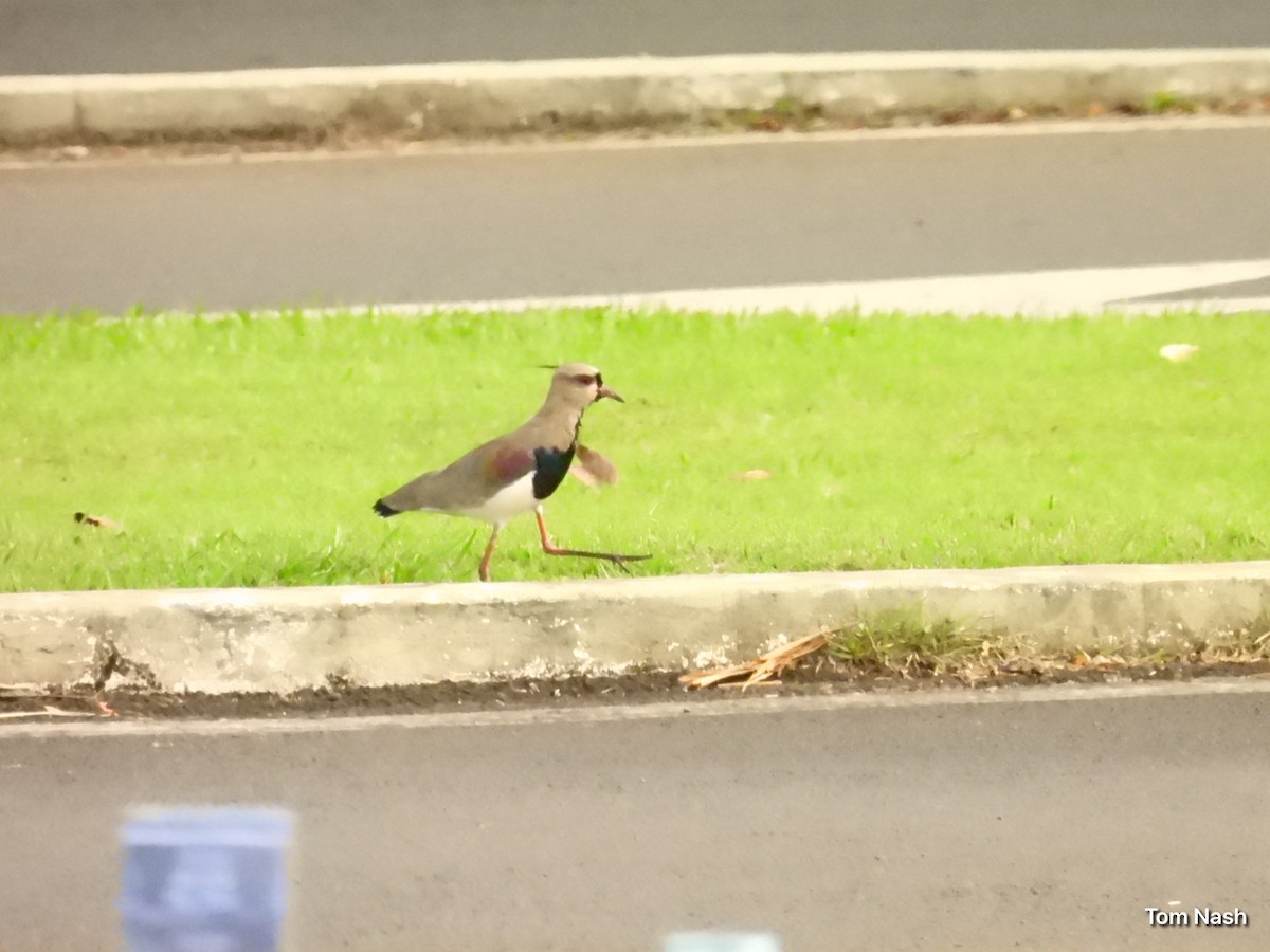 Southern Lapwing - ML637762266
