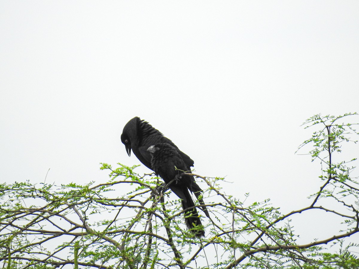 Giant Cowbird - ML637762267