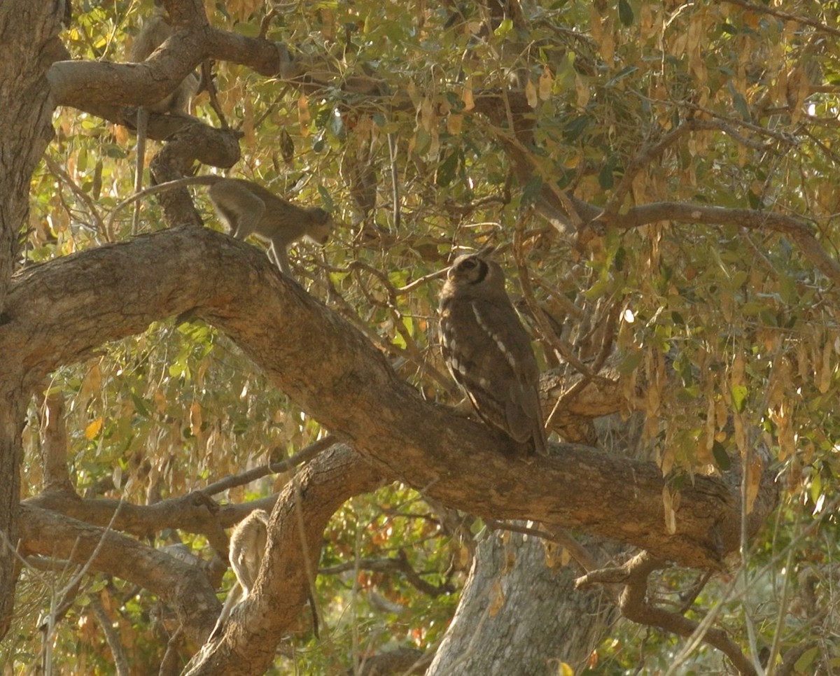 Verreaux's Eagle-Owl - ML637762291