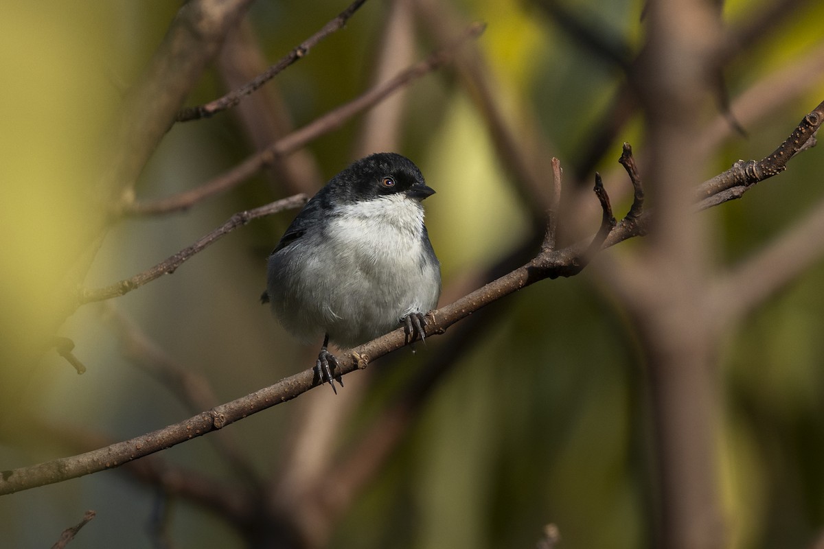 Black-capped Warbling Finch - ML637762306