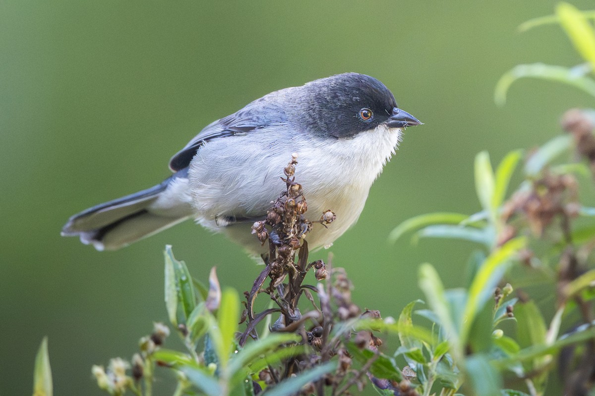 Black-capped Warbling Finch - ML637762307