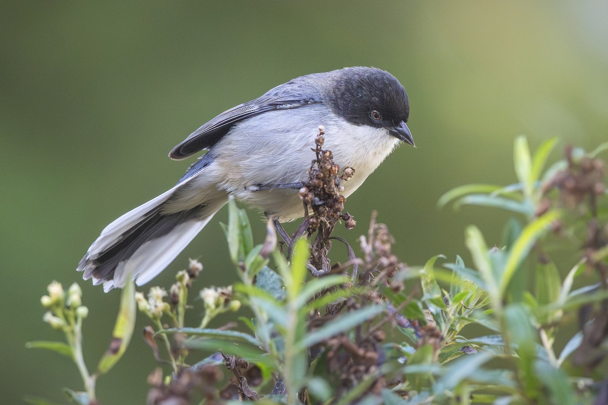 Black-capped Warbling Finch - ML637762308