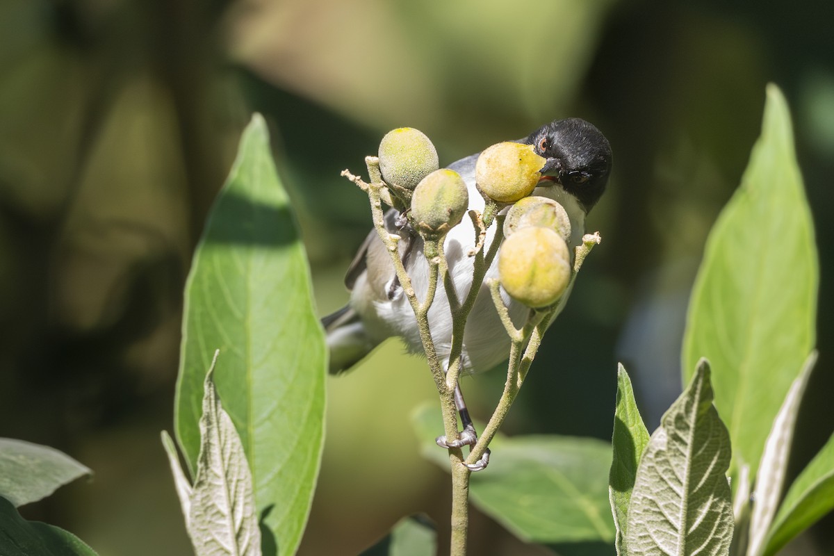 Black-capped Warbling Finch - ML637762309