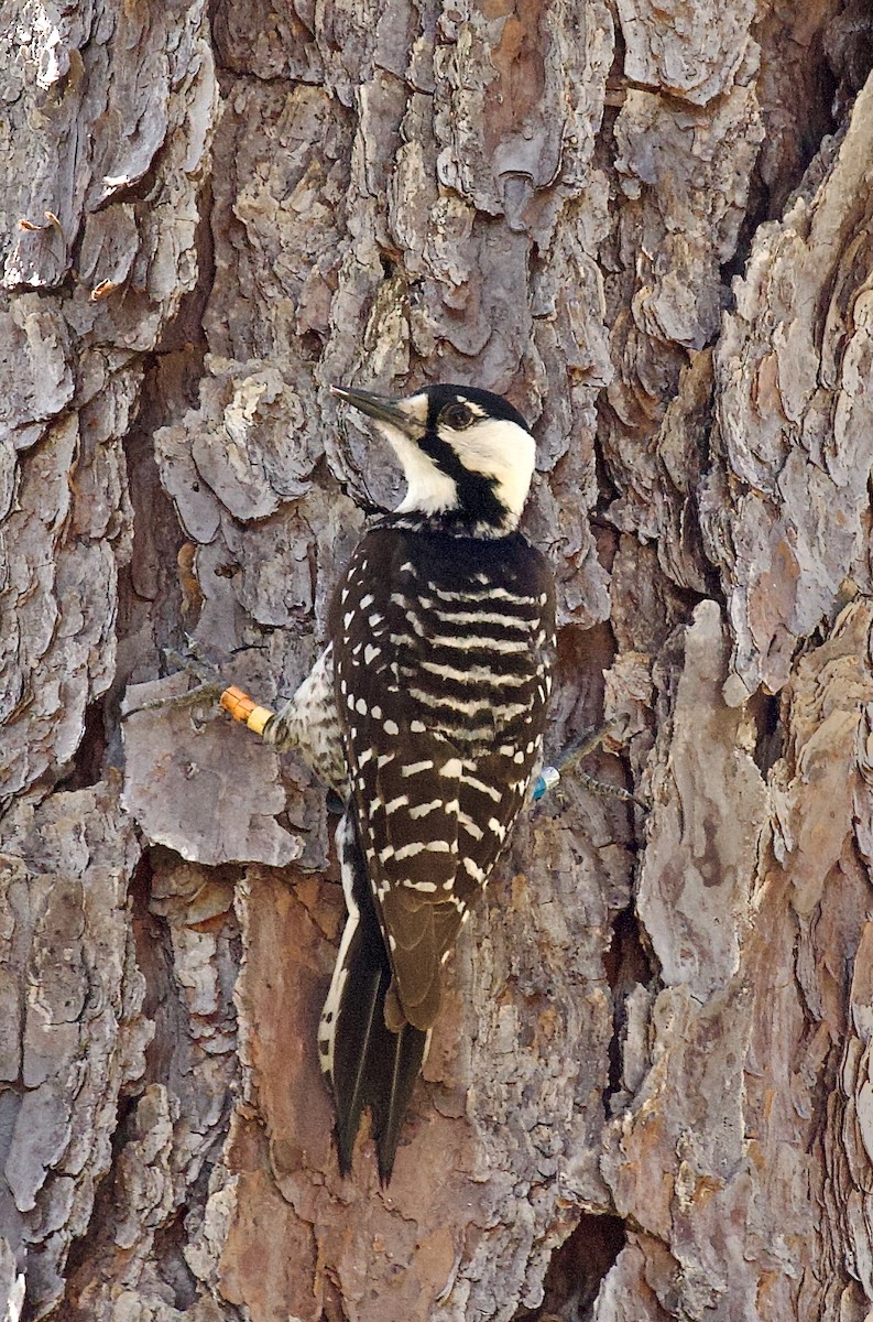 Red-cockaded Woodpecker - ML637762310