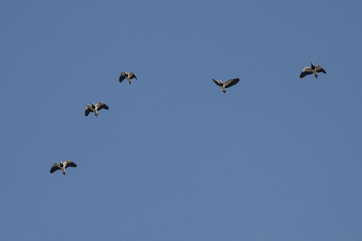Southern Lapwing - ML637762314