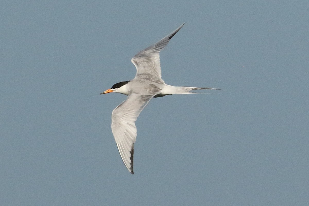 Forster's Tern - ML637762321