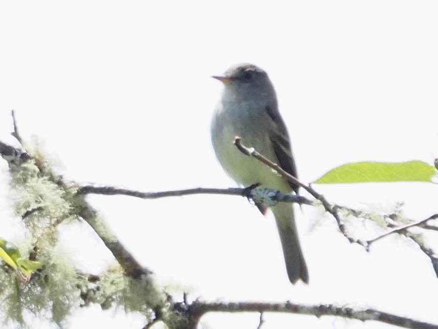 Willow Flycatcher - ML637762346