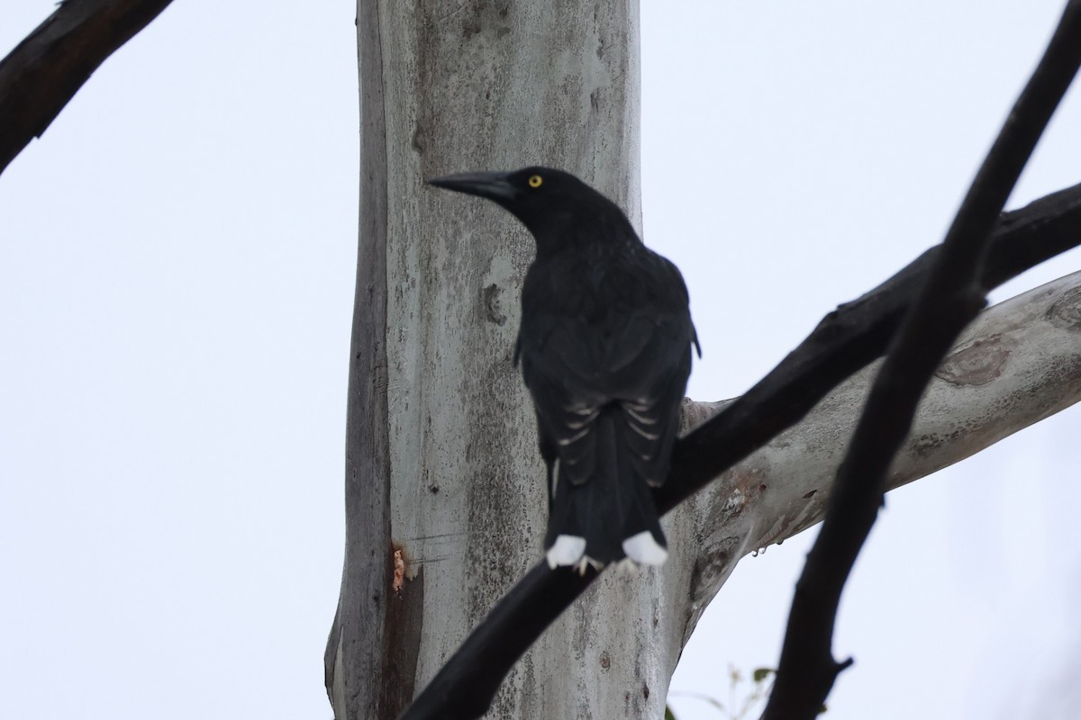Black Currawong - ML637762354