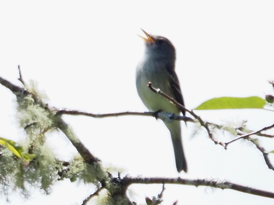 Willow Flycatcher - ML637762355