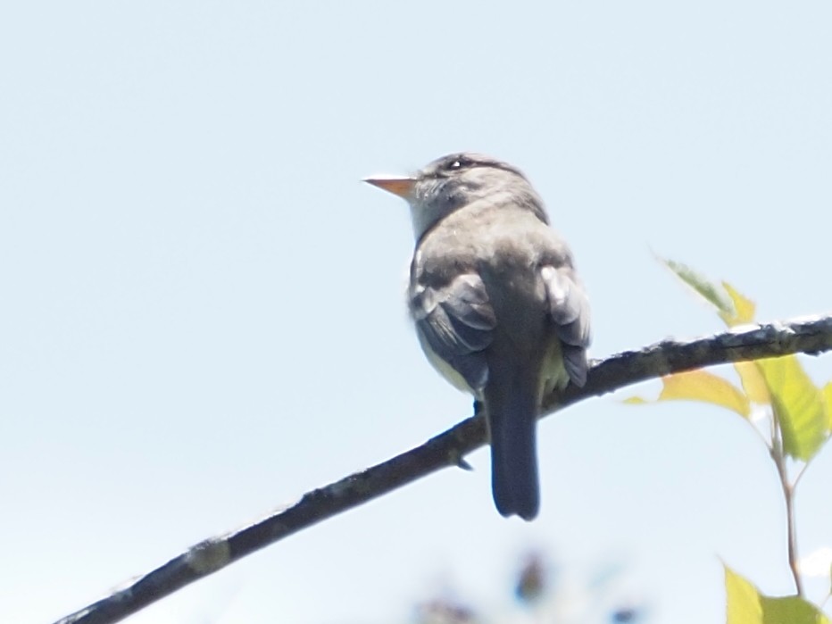 Willow Flycatcher - ML637762376