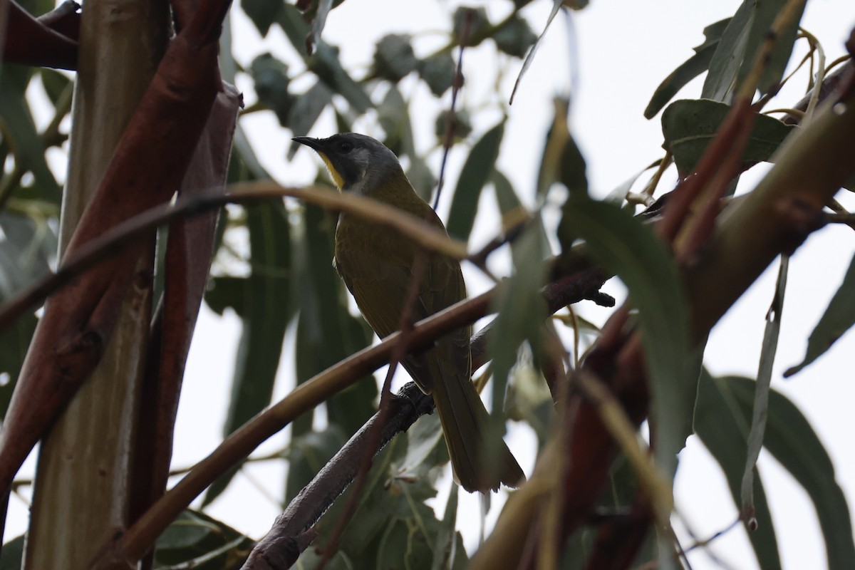 Yellow-throated Honeyeater - ML637762383
