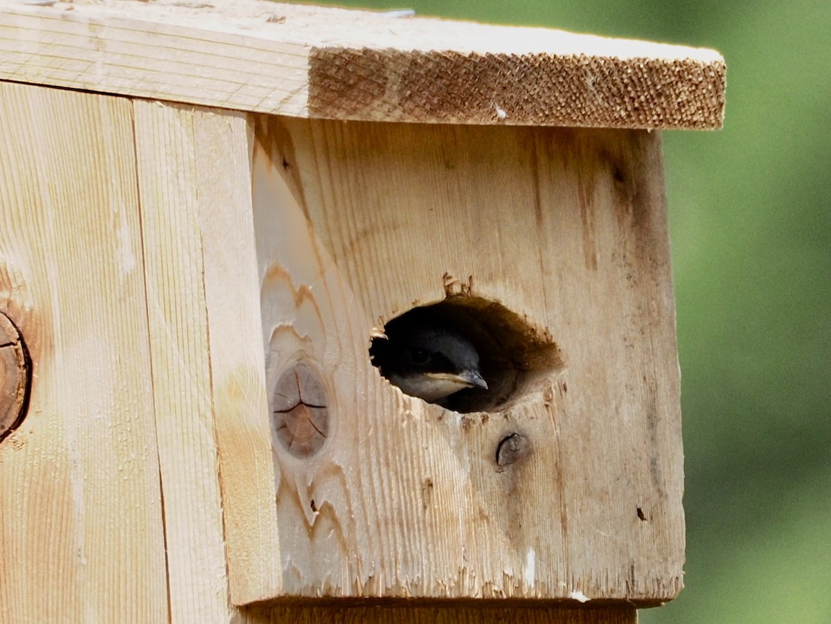 Tree Swallow - ML637762385