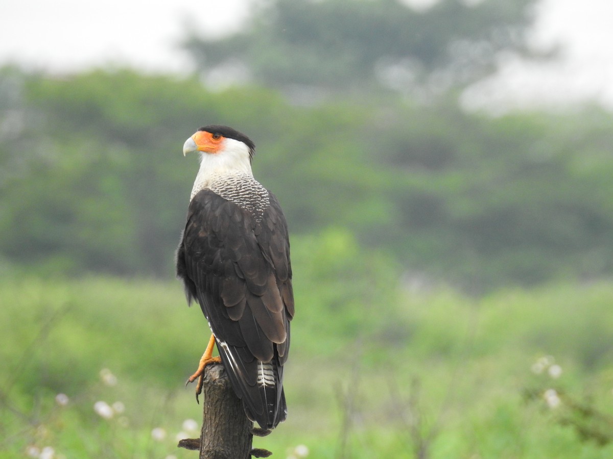 Crested Caracara (Northern) - ML637762425