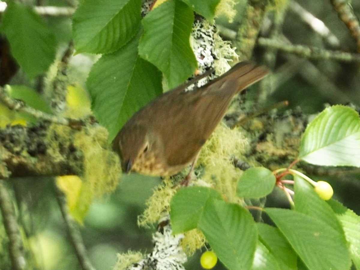 Swainson's Thrush - ML637762460