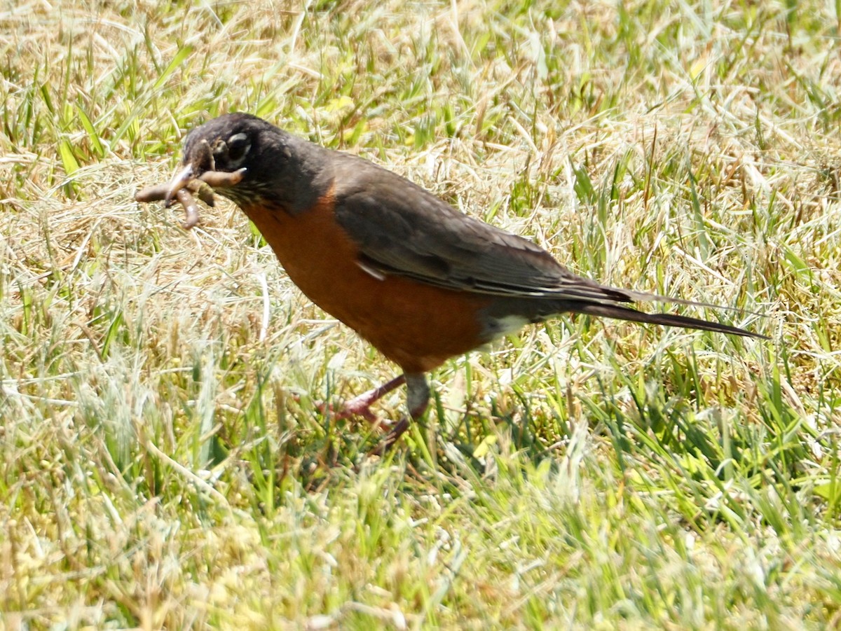 American Robin - ML637762475
