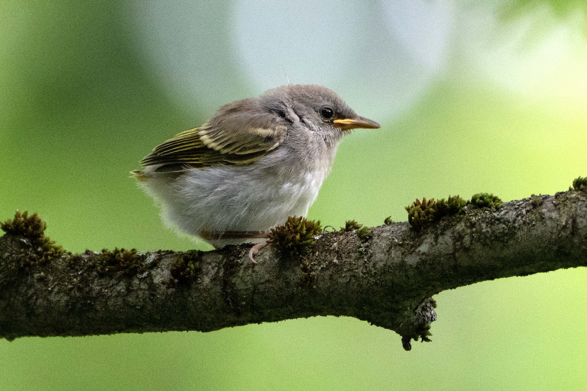 American Redstart - ML637762485
