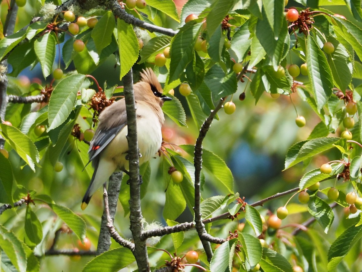 Cedar Waxwing - ML637762488