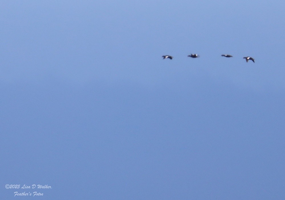 White-winged Scoter - ML637762497