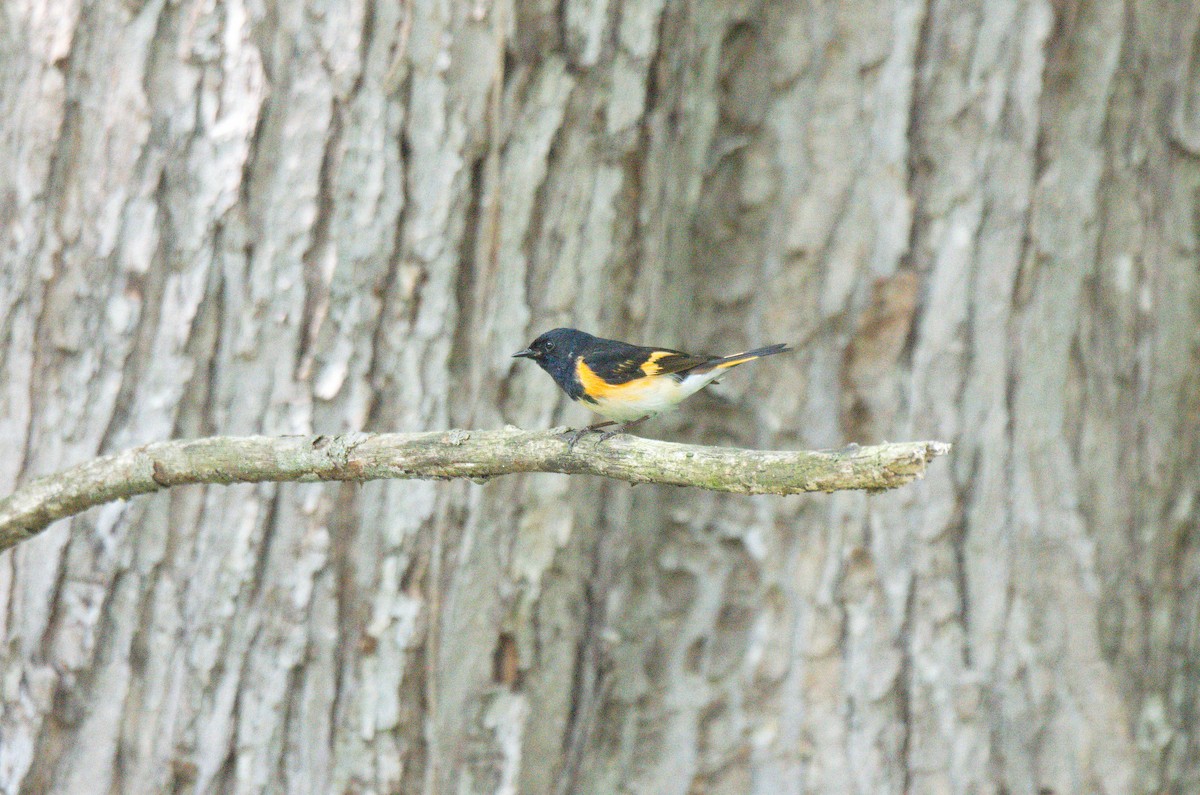 American Redstart - ML637762501