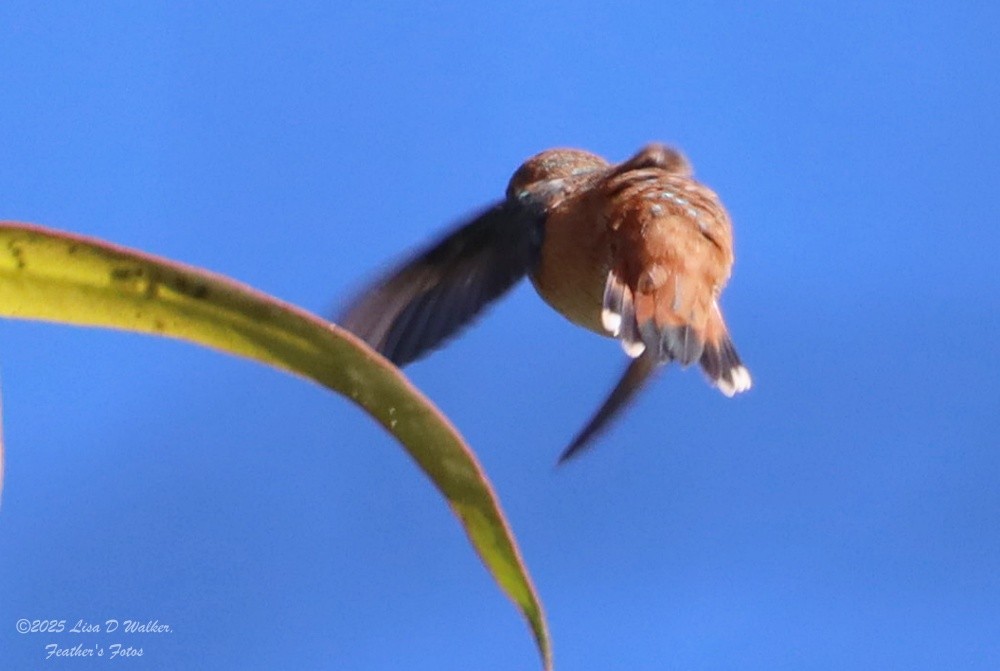 Allen's Hummingbird - ML637762506
