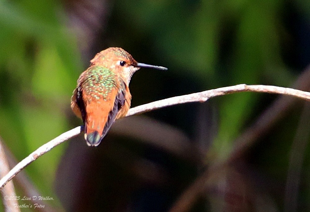 Allen's Hummingbird - ML637762507