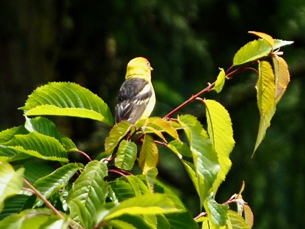 Western Tanager - ML637762509