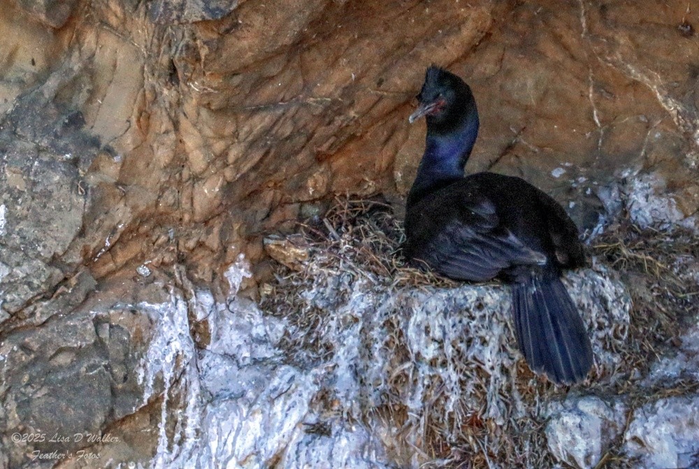 Pelagic Cormorant - ML637762514