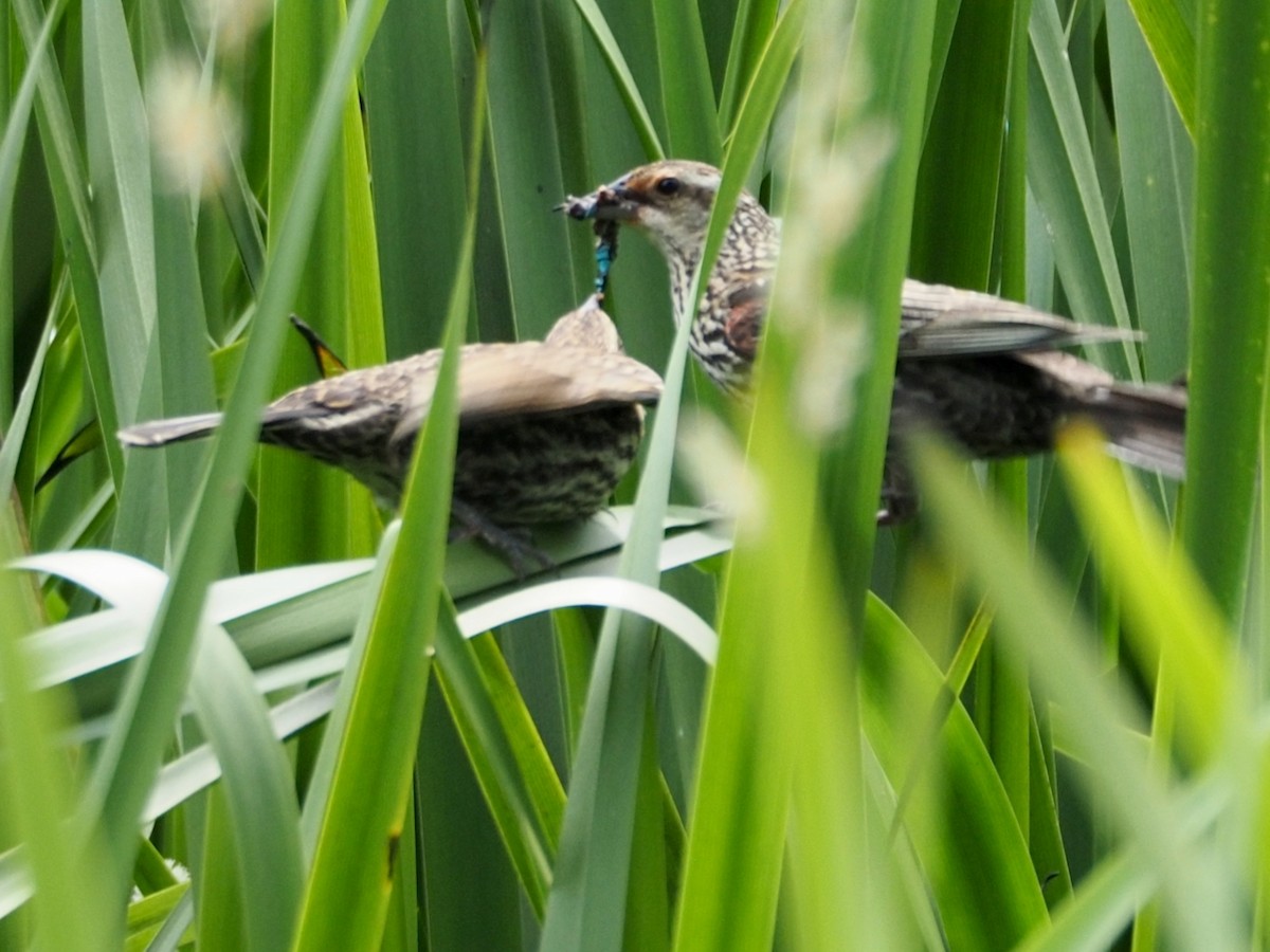 Red-winged Blackbird - ML637762515