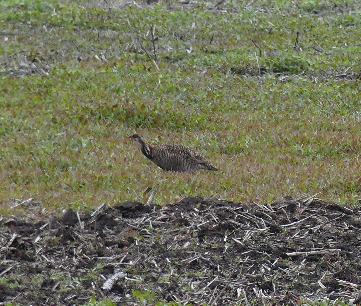 Greater Prairie-Chicken - ML637762521