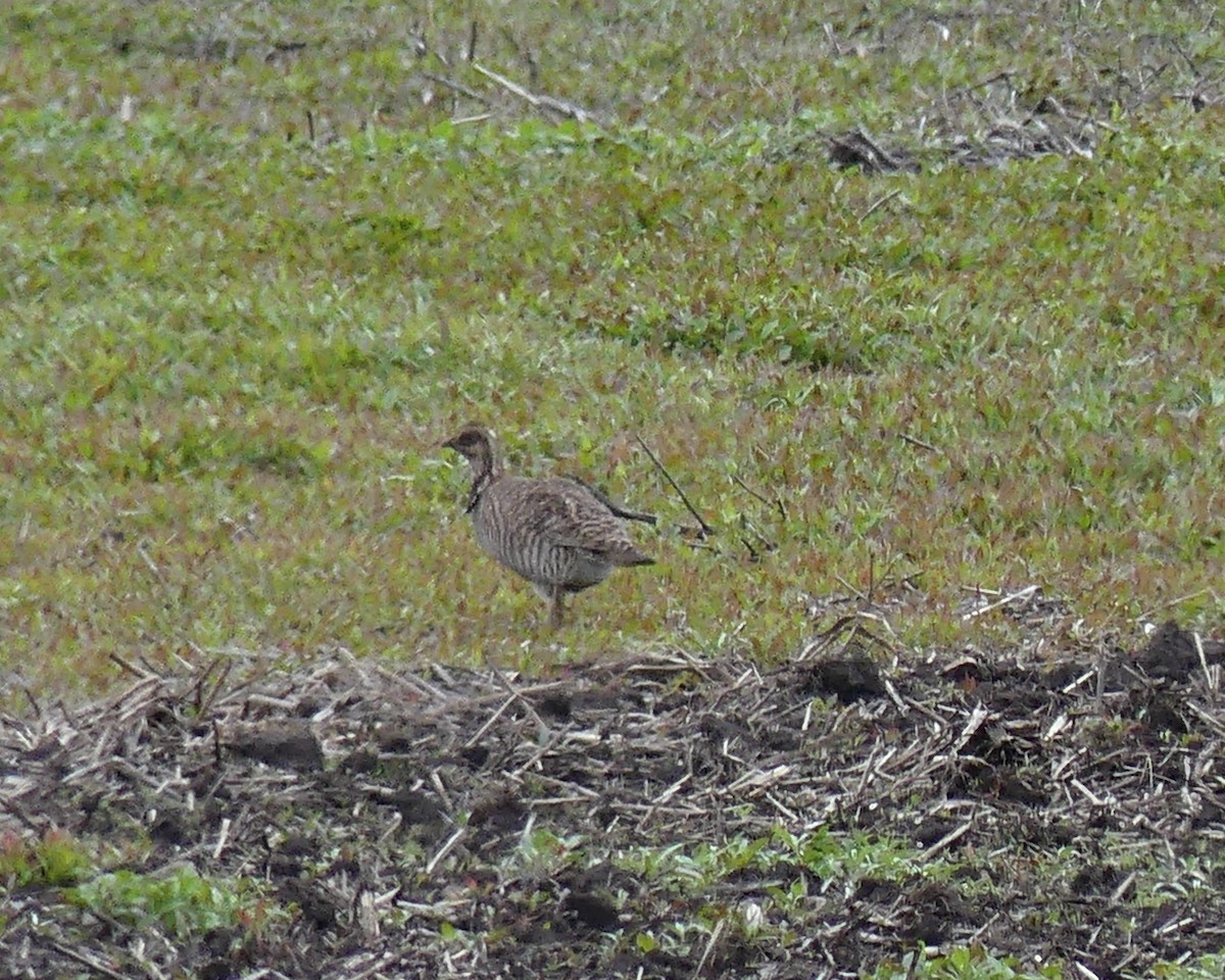Greater Prairie-Chicken - ML637762522