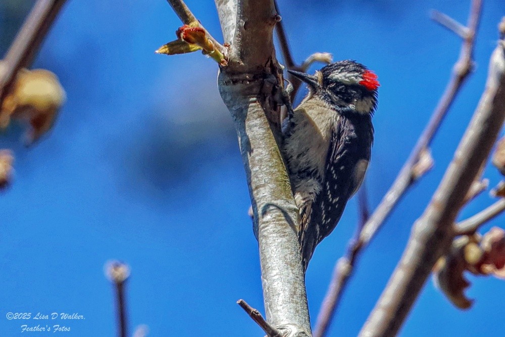 Downy Woodpecker - ML637762527