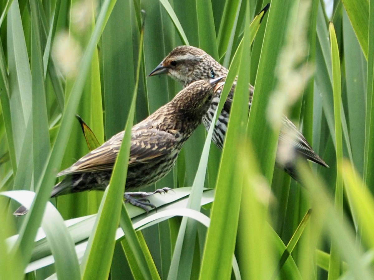 Red-winged Blackbird - ML637762555