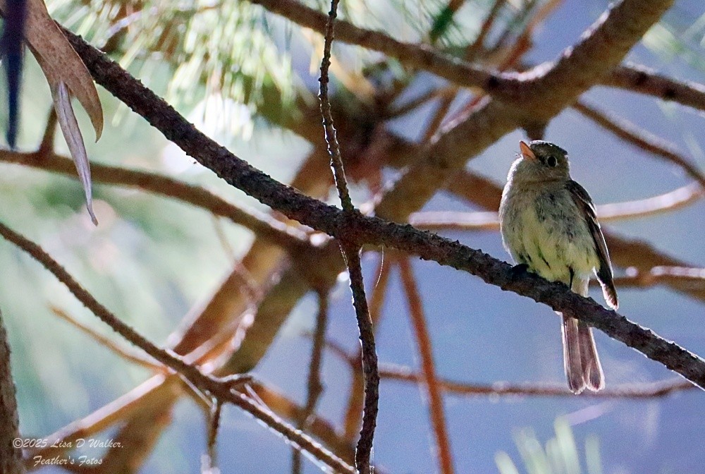 Western Flycatcher (Pacific-slope) - ML637762563