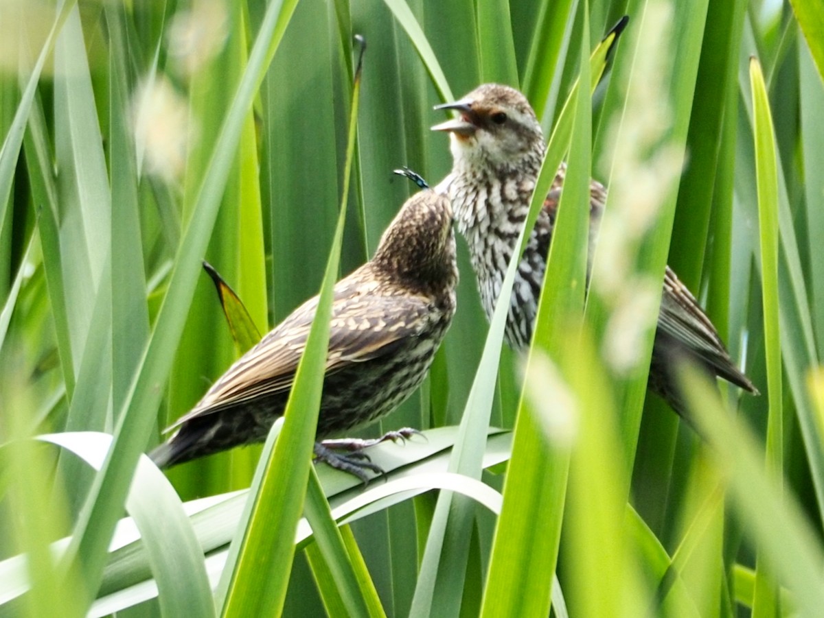 Red-winged Blackbird - ML637762564