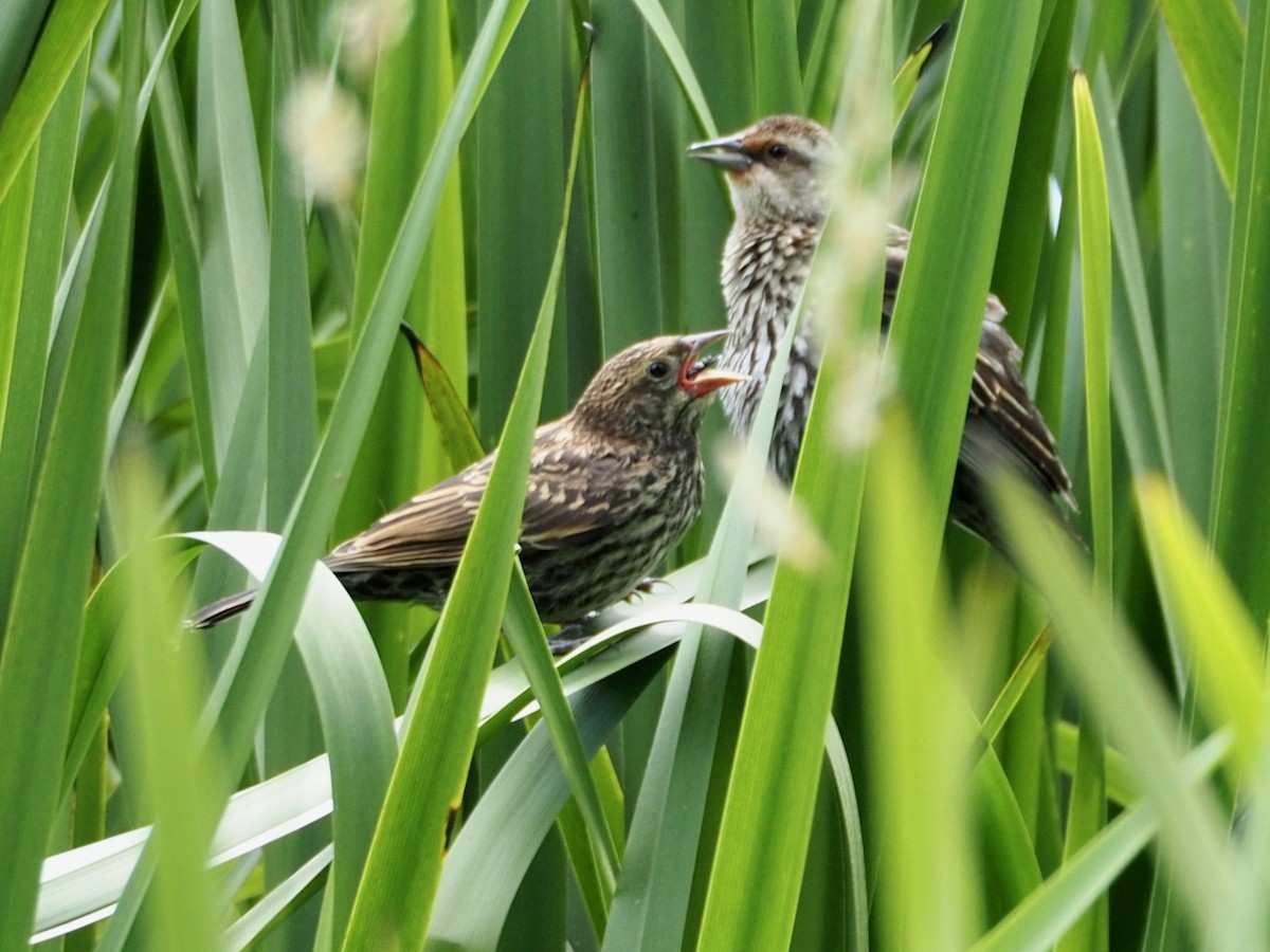Red-winged Blackbird - ML637762586