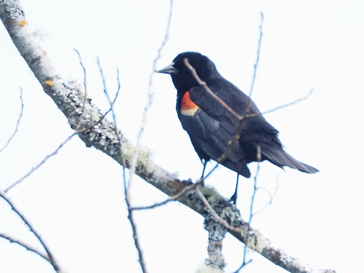 Red-winged Blackbird - ML637762591