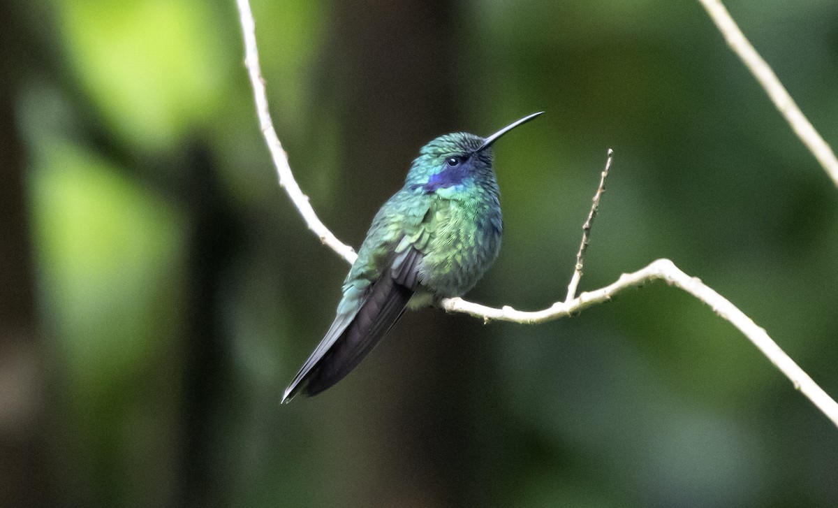 Mexiko-Veilchenohrkolibri - ML637762599