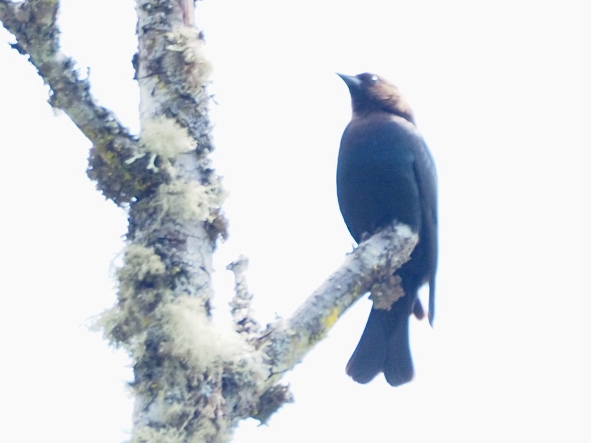Brown-headed Cowbird - ML637762612