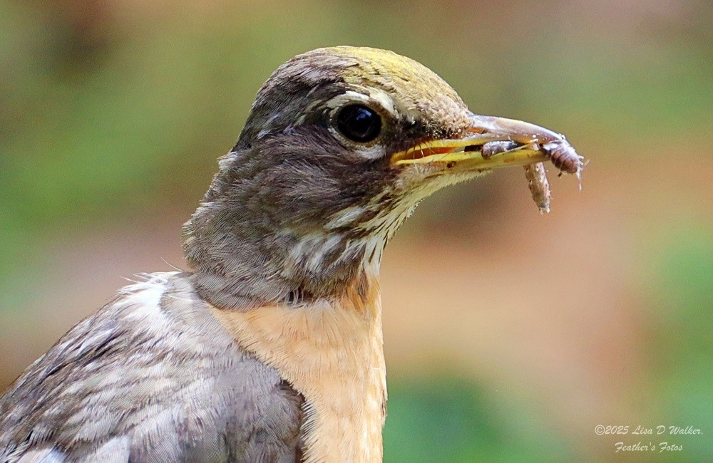 American Robin - ML637762615