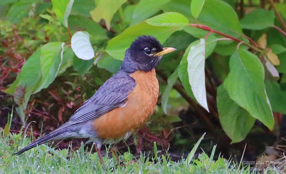 American Robin - ML637762616