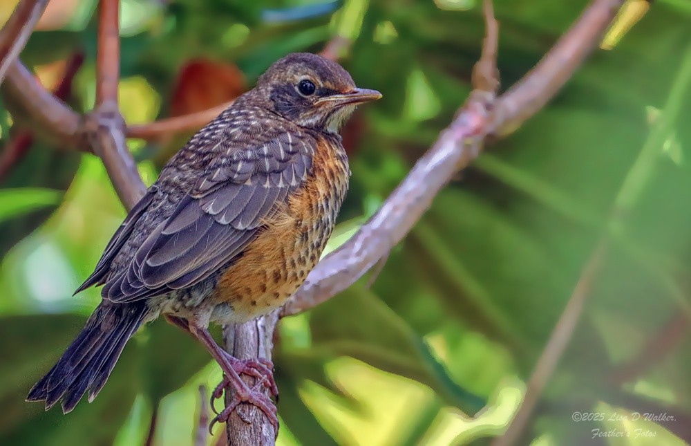 American Robin - ML637762617