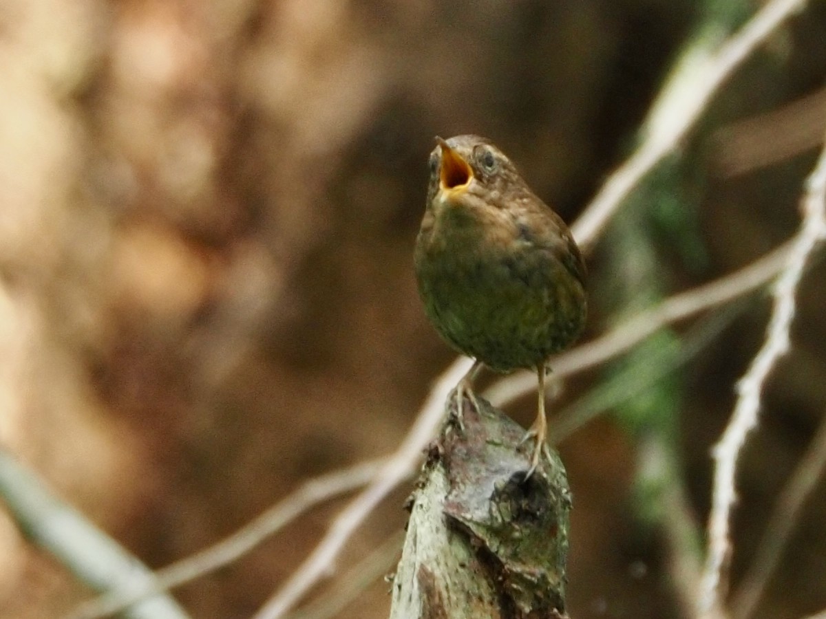 Pacific Wren - ML637762624