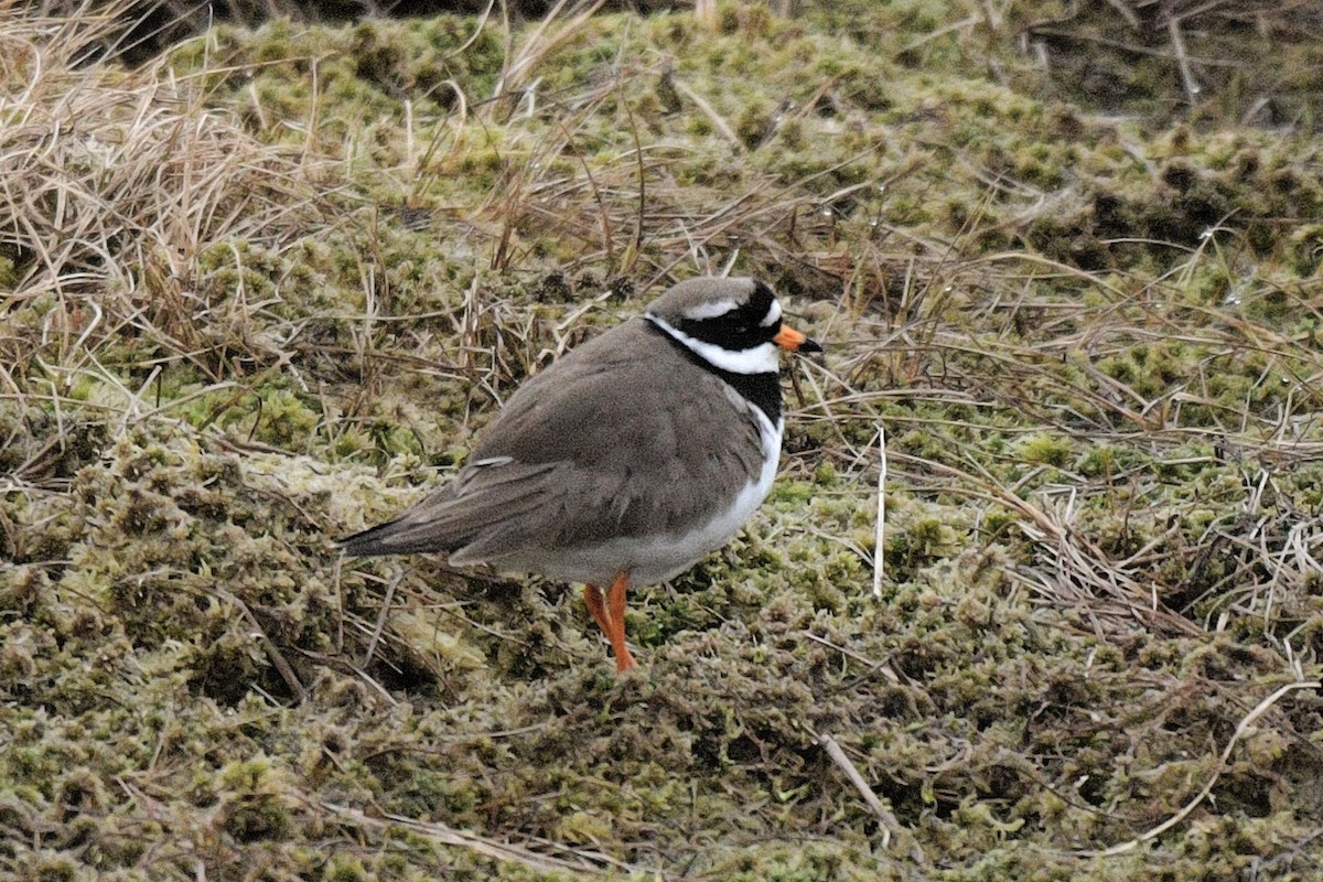 Common Ringed Plover - ML637762648