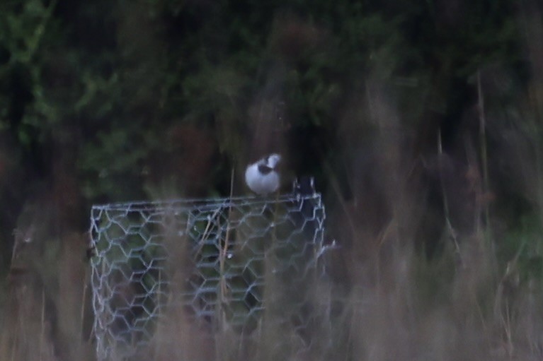 White-fronted Chat - ML637762682