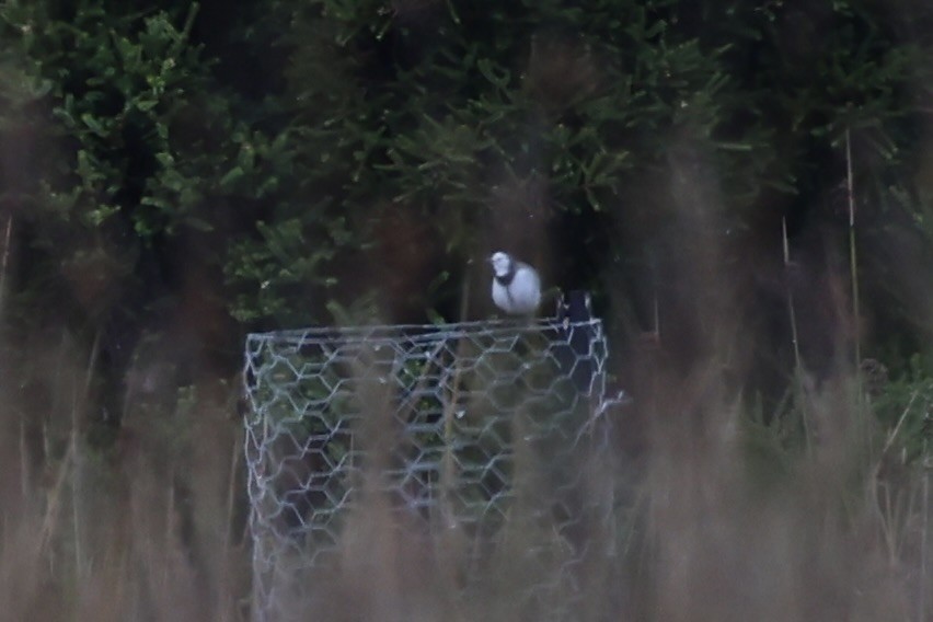 White-fronted Chat - ML637762683