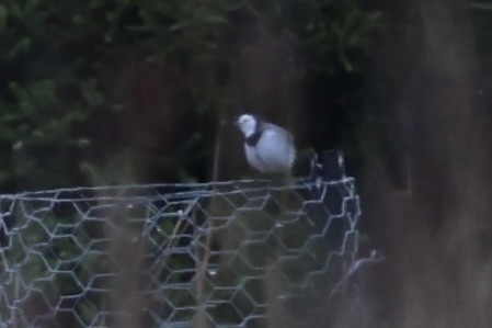White-fronted Chat - ML637762685