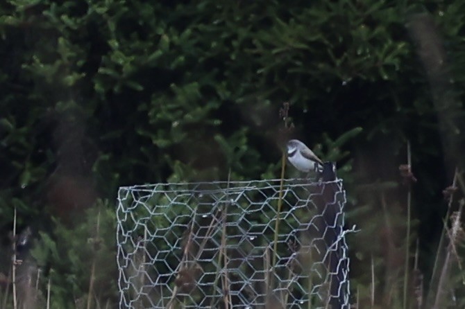 White-fronted Chat - ML637762686