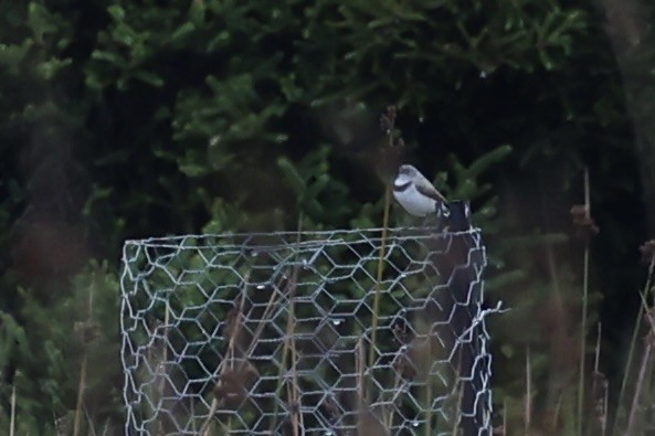 White-fronted Chat - ML637762687