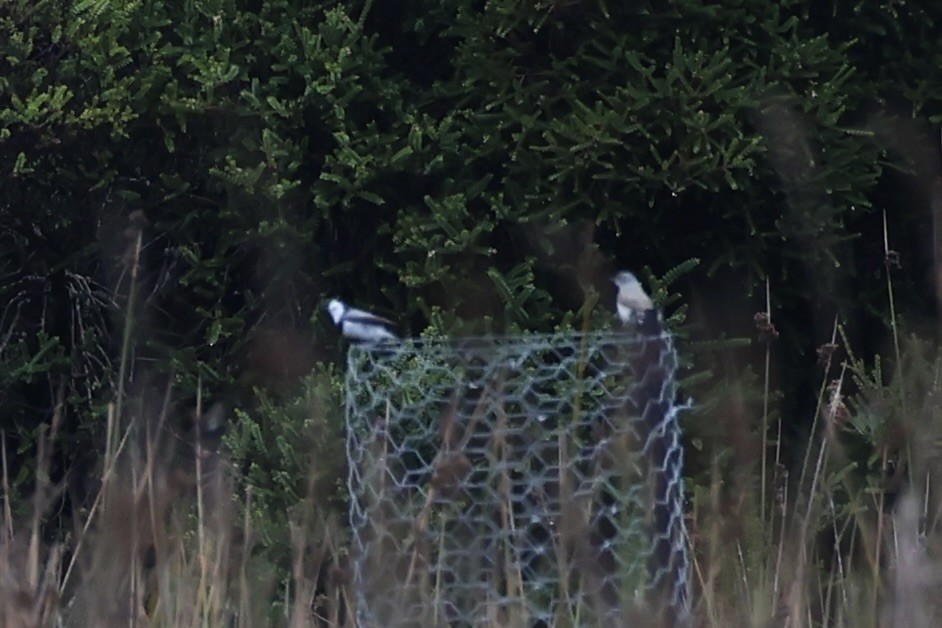White-fronted Chat - ML637762688
